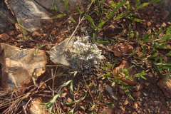 Lepidagathis subarmata